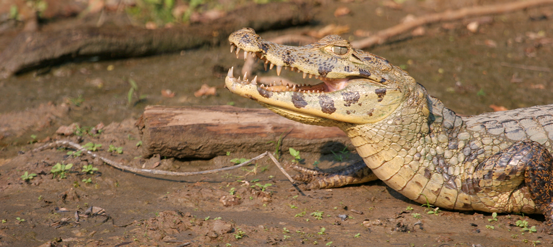 Tacana People Provide Leadership in Sustainable Caiman Hunting, in Bolivia