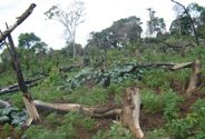 Helping farmers raise yields and incomes, adapt to climate change while saving forests